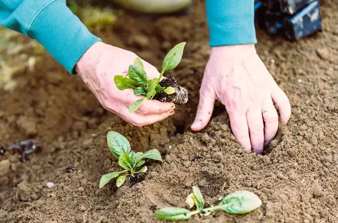 Organic Farming Subsidy